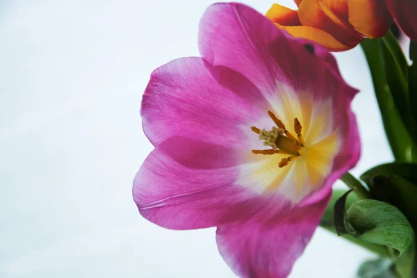 Le gros plan rose ouvert des tulipes — Photo