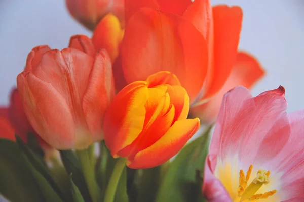 Bouquet lumineux de tulipes dépliées, gros plan, tonifiant — Photo