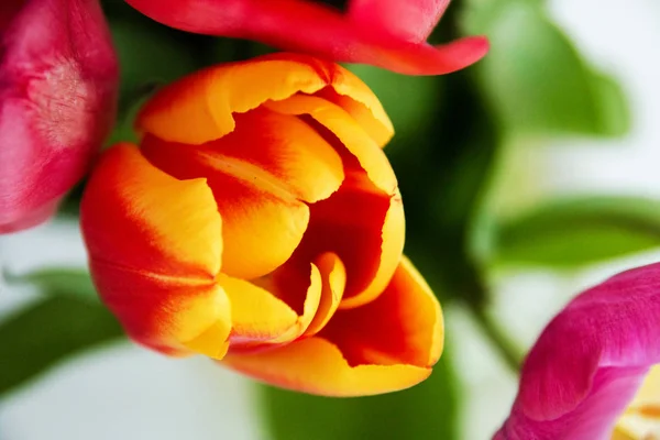 Pétales jaune-rouge vif Tulipe fermer — Photo