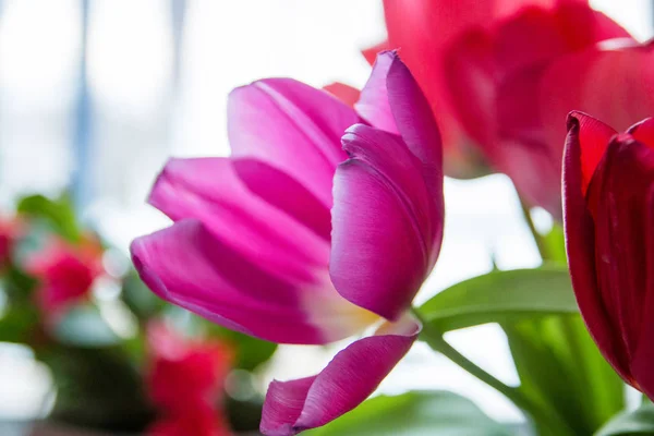 Le gros plan rose ouvert de la tulipe en face de la fenêtre — Photo