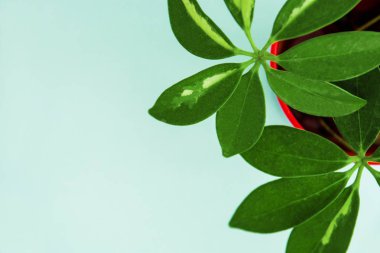 houseplant üzerinde açık renkli kırmızı tencerede, üstten görünüm