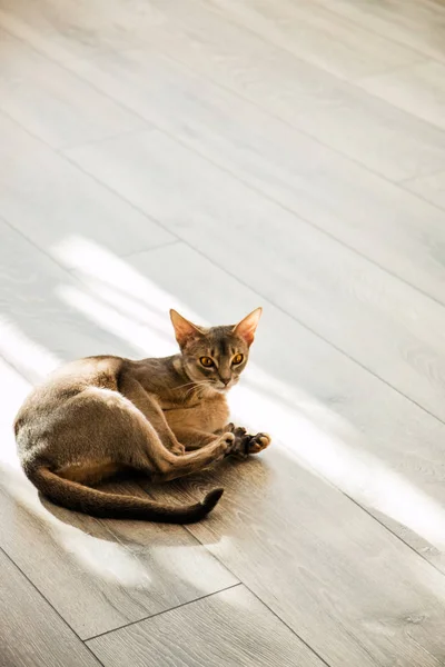 Raça gato Abissínio deitado no chão à luz do sol — Fotografia de Stock