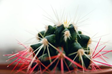 pembe ve sarı iğne ile bir tencerede küçük yuvarlak kaktüs