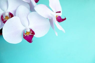 mavi arka plan üstten görünüm, çiçek arka plan üzerinde orkide çiçek çiçeklenme