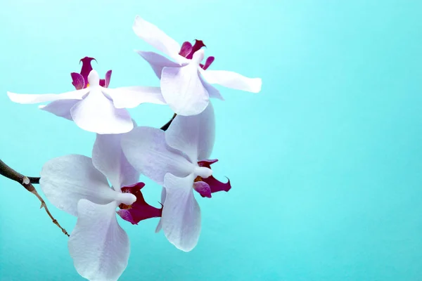 Blooming Orchid flowers on blue background top view floral background — Stock Photo, Image