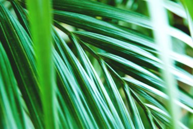 gün ışığından yararlanma closeup yeşil palmiye yaprakları