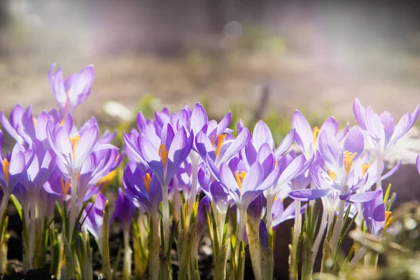햇빛의 첫 봄 꽃 들 — 스톡 사진