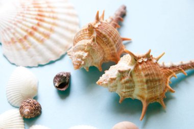 Mavi arka plan, deniz tatil arka plan düz yatıyordu desen yakın çekim deniz kabuklarını