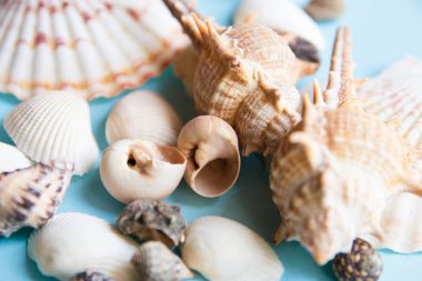 Mavi arka plan, deniz tatil arka plan düz yatıyordu desen yakın çekim deniz kabuklarını
