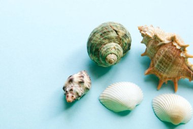 Deniz kabuklarını Lay düz mavi arka plan desen, deniz tatil arka plan kopya alanı, üstten görünüm ile