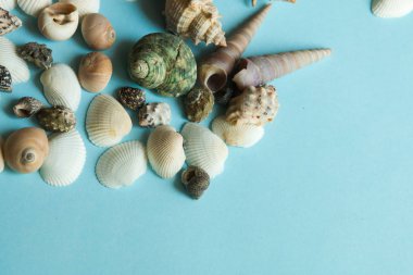 Mavi arka plan, deniz tatil arka plan düz yatıyordu desen yakın çekim deniz kabuklarını
