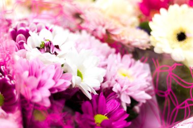 bouquet of white, pink, Burgundy chrysanthemum flowers. Vivid chrysanthemum card
