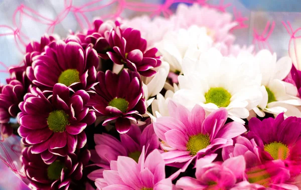 bouquet of white, pink, Burgundy chrysanthemum flowers. Vivid chrysanthemum card