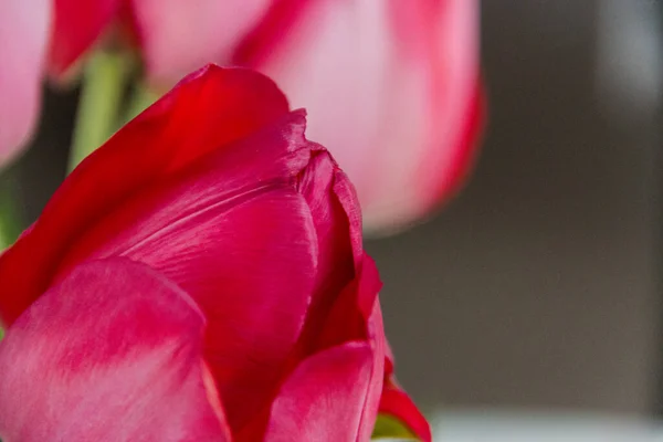 Belles Tulipes Fleurs Printanières Cultivées Dans Une Serre Fleurs Pring — Photo