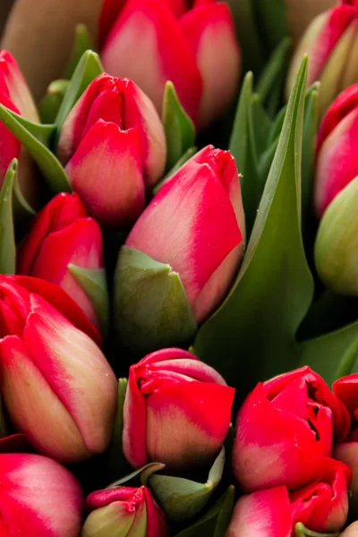 Belles Tulipes Fleurs Printanières Cultivées Dans Une Serre Fleurs Pring — Photo