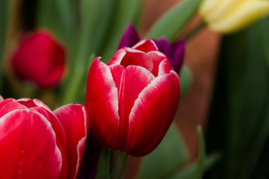 Güzel laleler, bahar çiçekleri bir serada yetiştirilen. Bahar çiçekleri ve Çiçekçilik. Seçici odak.