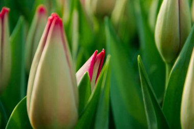 Güzel laleler, bahar çiçekleri bir serada yetiştirilen. Bahar çiçekleri ve Çiçekçilik. Seçici odak.