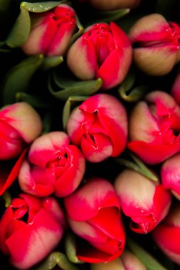 Güzel laleler, bahar çiçekleri bir serada yetiştirilen. Bahar çiçekleri ve Çiçekçilik. Seçici odak.