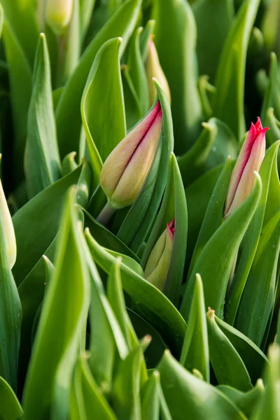 Hermosos Tulipanes Flores Primavera Cultivadas Invernadero Enfoque Selectivo — Foto de Stock