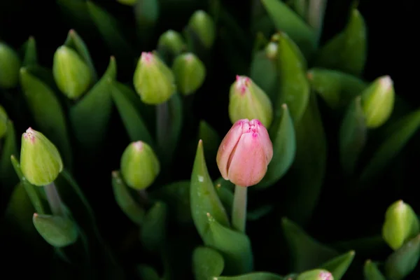 Hermosos Tulipanes Flores Primavera Cultivadas Invernadero Enfoque Selectivo — Foto de Stock