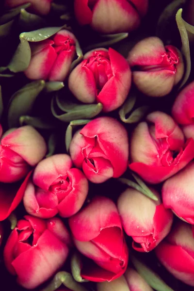 Piękne Tulipany Wiosennych Kwiatów Uprawianych Szklarni Wiosenne Kwiaty Kwiatów Selektywny — Zdjęcie stockowe