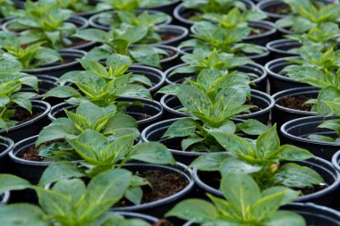 Kömür tencerelerinde fidanlar yetiştiriyor. Bir serada bitkiler, bahçecilik ve büyüyen dekoratif bitkiler, üst görünüm.