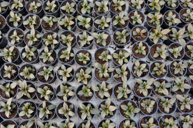 Kömür tencerelerinde fidanlar yetiştiriyor. Bir serada bitkiler, bahçecilik ve büyüyen dekoratif bitkiler, üst görünüm.