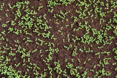 Plastik kaplarda duran taze tohum. Kömür tencerelerinde fidanlar yetiştiriyor. Bir serada bitkiler, bahçecilik ve büyüyen dekoratif bitkiler, üst görünüm.