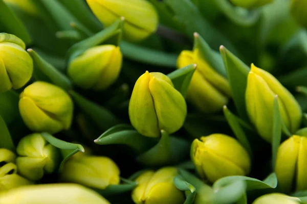 Hermosos Tulipanes Amarillos Flores Primavera Floricultura Enfoque Selectivo — Foto de Stock