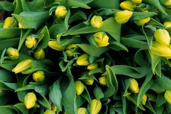 Belles Tulipes Jaunes Fleurs Printanières Floriculture Concentration Sélective — Photo
