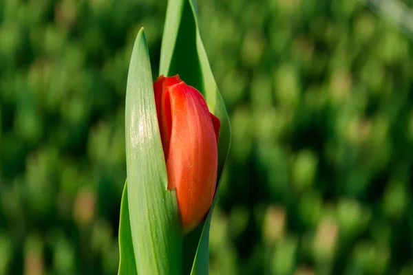 Belles Tulipes Rouges Fleurs Printanières Floriculture Concentration Sélective — Photo