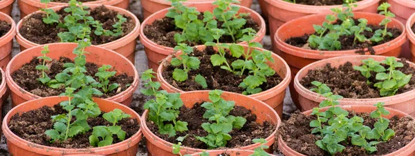 Cultivar Mudas Vasos Turfa Plantas Estufa Jardinagem Plantas Decorativas Crescimento — Fotografia de Stock