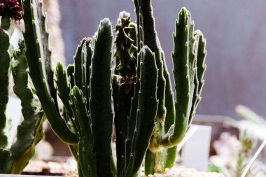 Sera yeşili arka planda çeşitli Cacti saksı bitkileri.