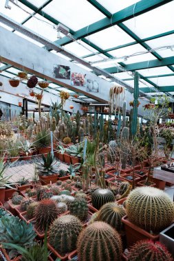 Sera yeşili arka planda çeşitli Cacti saksı bitkileri.