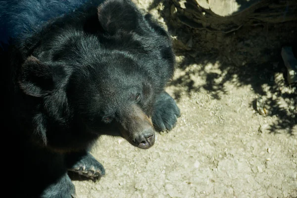 Urso Jardim Zoológico Animal Selvagem Cativeiro Animais Zoológico — Fotografia de Stock
