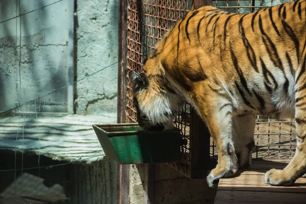 Tigre Zoológico Animal Salvaje Cautividad Animales Zoológico — Foto de Stock