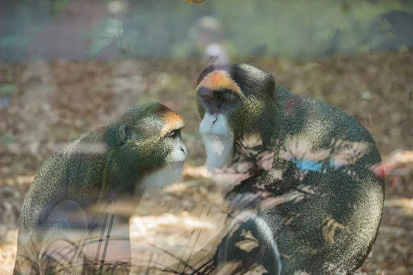 Mono Zoológico Animal Salvaje Cautividad Animales Zoológico — Foto de Stock