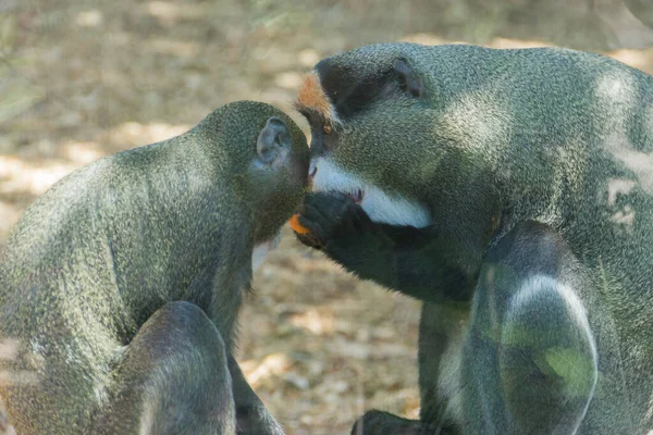 Singe Dans Zoo Animal Sauvage Captivité Animaux Dans Zoo — Photo