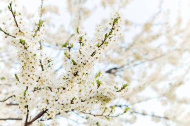 Güzel çiçek açan ağaç dalı elması. Soyut bahar çiçekli arka plan. Bahar çiçekleri.