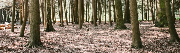 Bäume Park Bei Sonnigem Wetter Banner Selektiver Fokus — Stockfoto