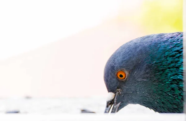 Blue Pigeon Close Ledge Pecking Seeds Concept Photo Pigeon Selective — Stock Photo, Image