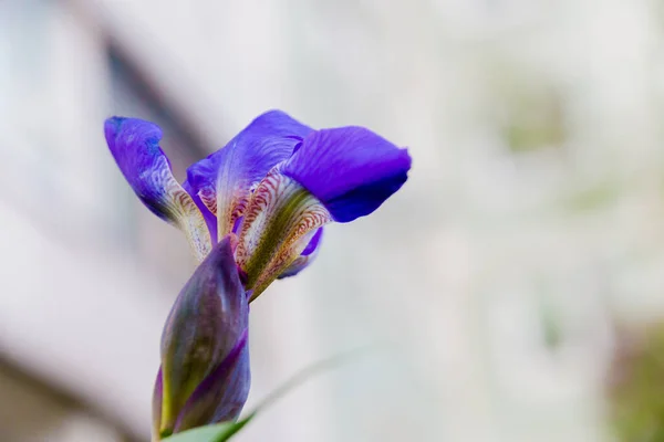 Flor Púrpura Brilhante Íris Estação Floração Foco Seletivo — Fotografia de Stock