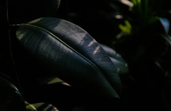 Belle Grandi Foglie Ficus Basso Contro Luce Messa Fuoco Selettiva — Foto Stock