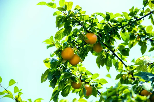 Cherry plum fruit on a tree on a branch in a Summer garden close-up. Ripe yellow plum berries on a branch with green leaves.