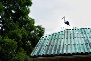 Stork sits on the roof of the house, against the background of the blue sky clipart