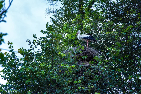 Stork sits in his nest, against the background of a blue sky — Stock Photo, Image