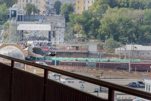 Uma bela gaivota fica nas ferrovias do Terminal Marítimo de Odessa — Fotografia de Stock