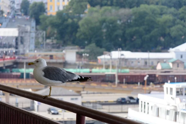 Güzel bir martı Odessa Deniz Terminal Demiryolları üzerinde oturur — Stok fotoğraf