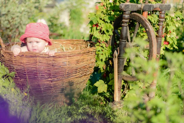 Симпатична маленька дівчинка сидить на сіні в кошику в саду — стокове фото