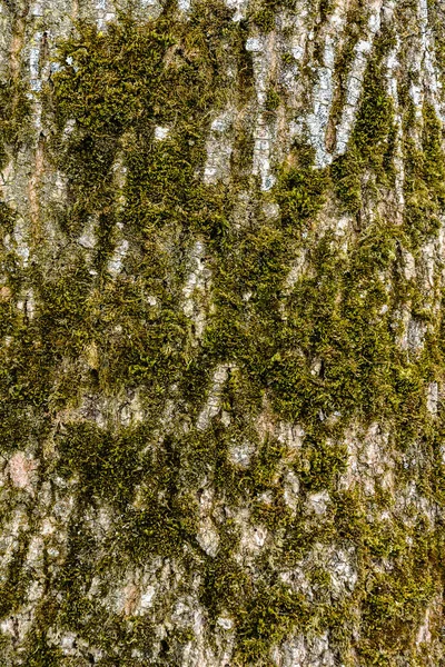 A textura da casca da freixo crescida com musgo de perto — Fotografia de Stock